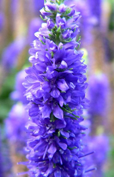 Spiked Speedwell